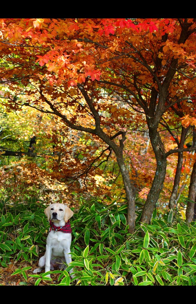 【紅葉とワンワン】