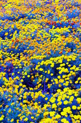 花の粒