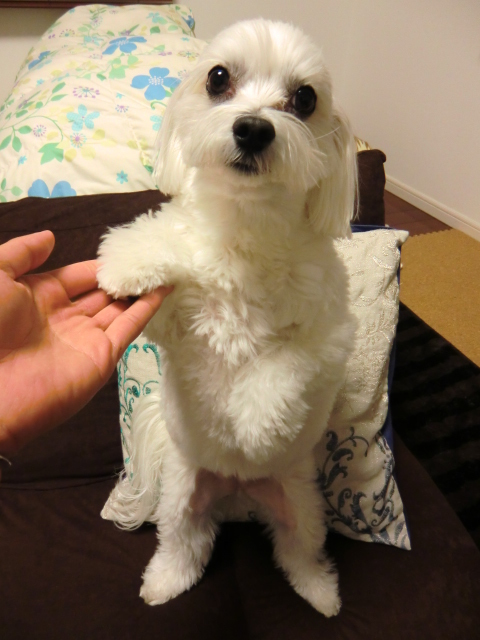 ちんちん＆お手