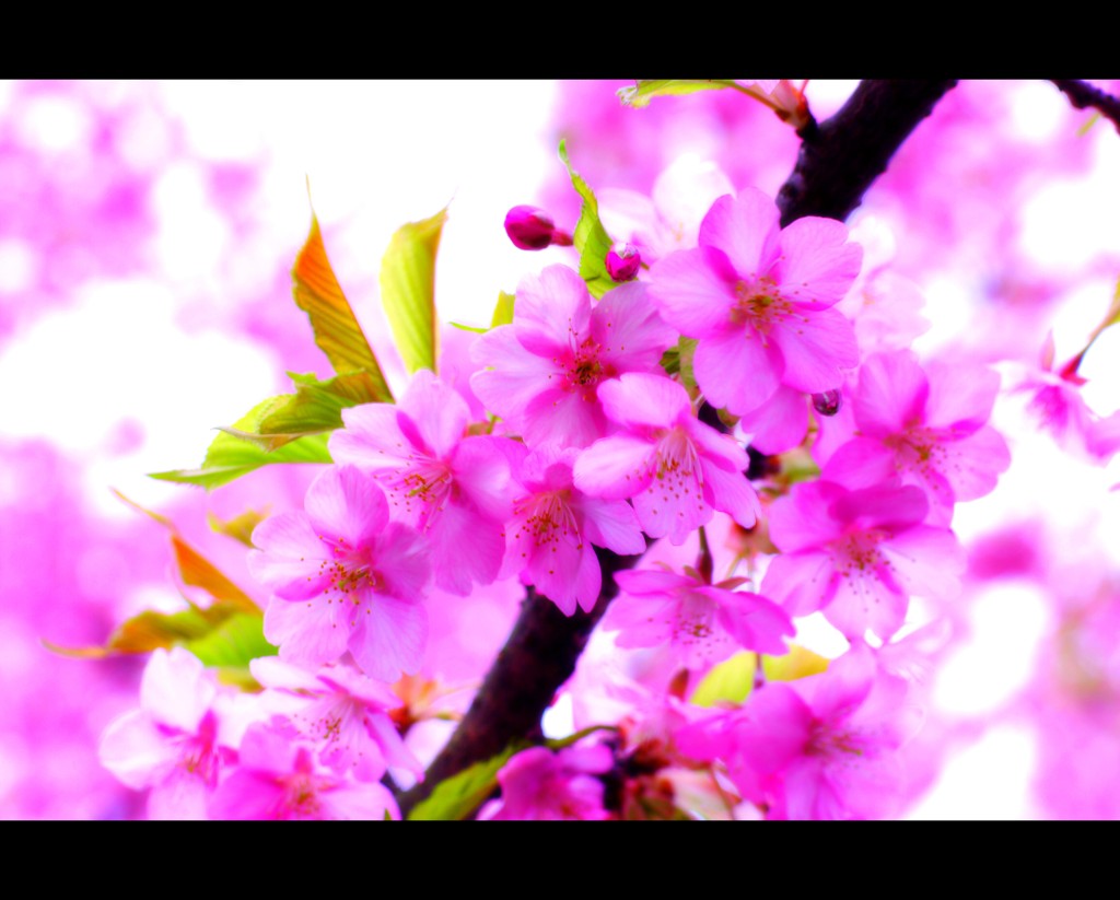 【桜咲く】