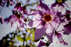 哀愁漂う謎の花