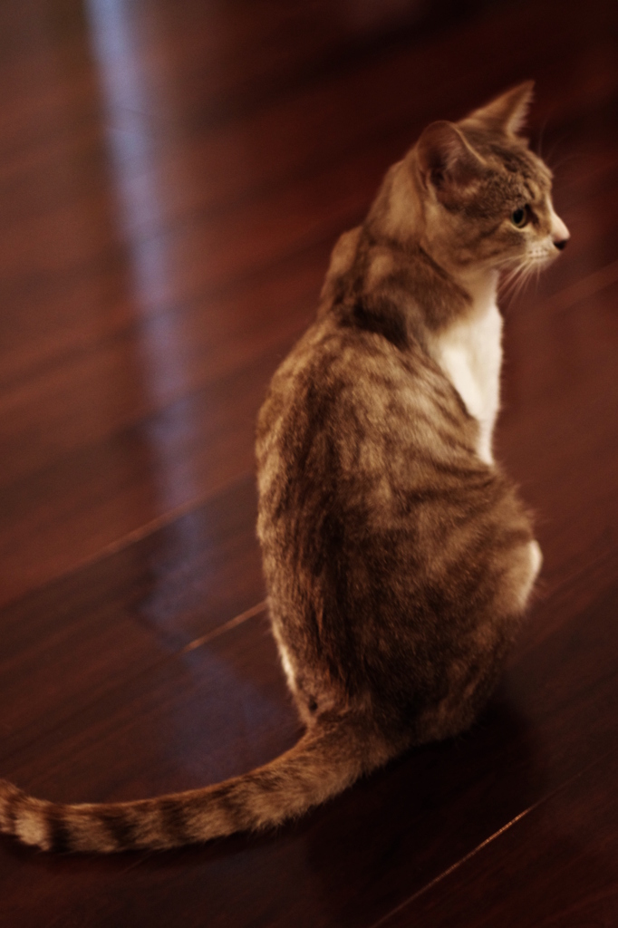 ねこぜ
