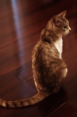 ねこぜ
