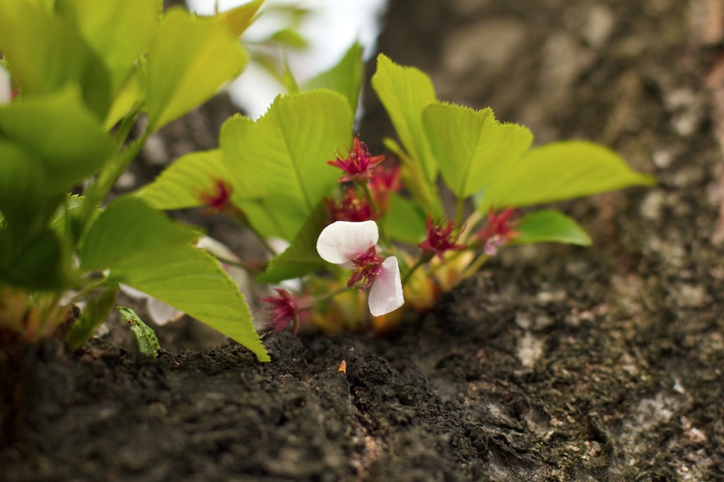 函館、桜ヶ丘通り