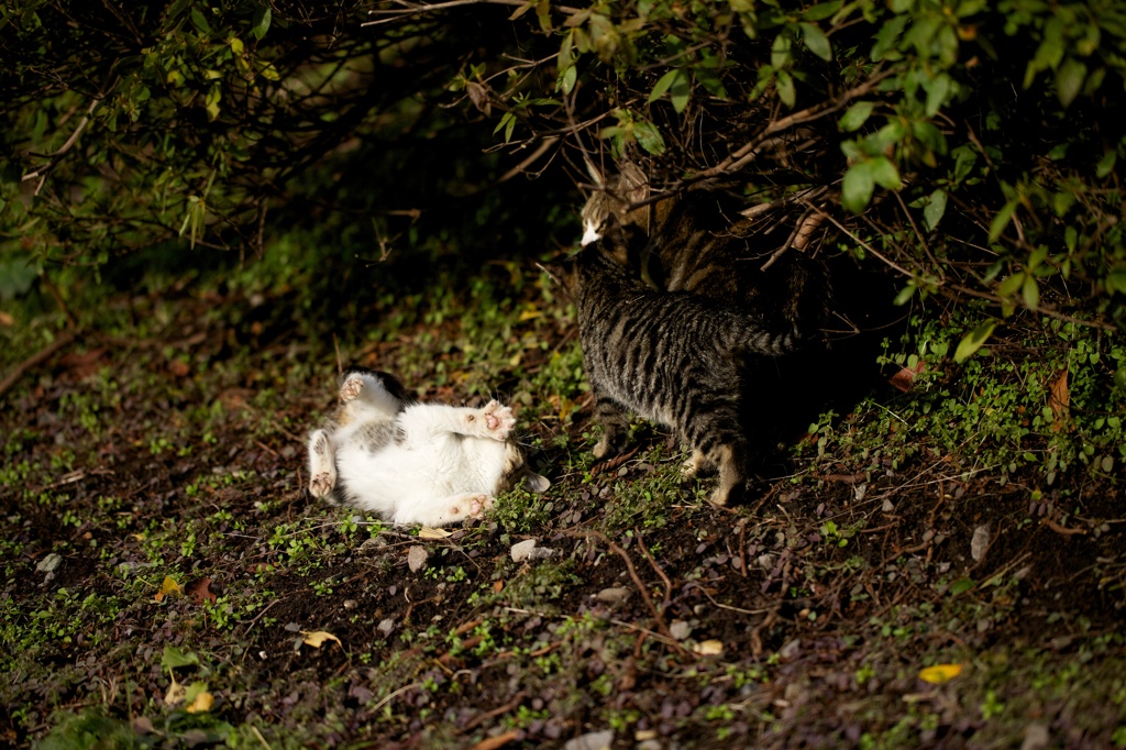 野良猫