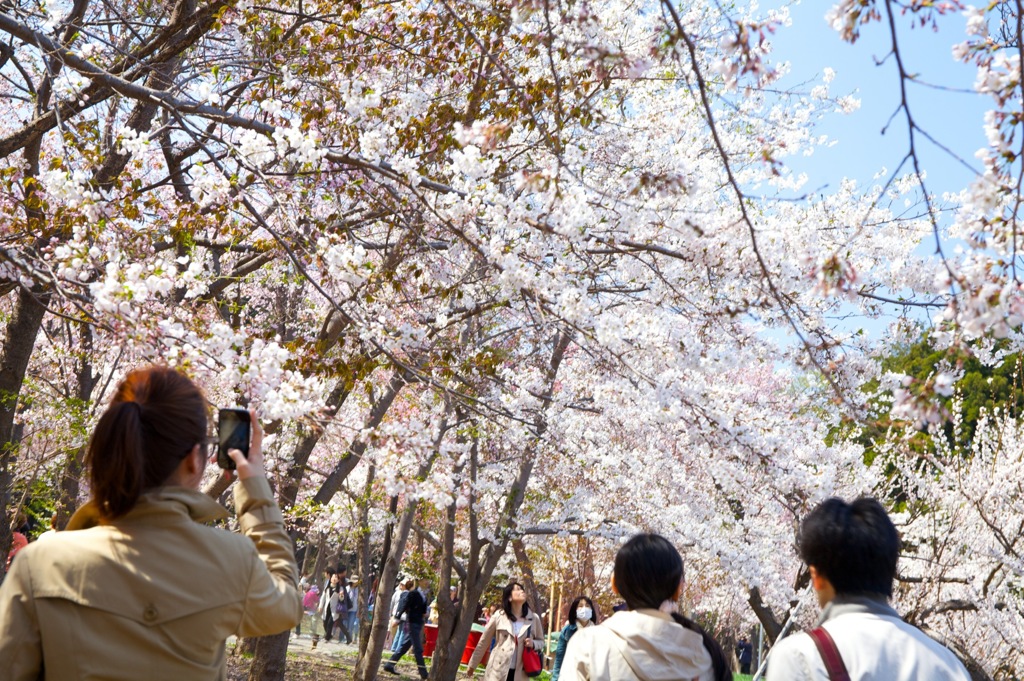 円山公園にて