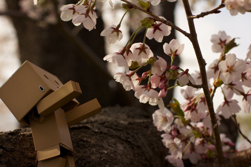 ダンボーと桜