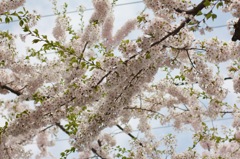 函館、桜ヶ丘通り