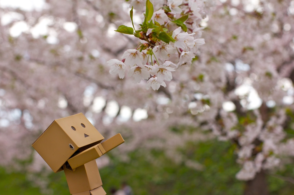 ダンボーと桜