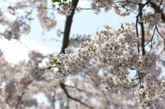 函館、桜ヶ丘通り