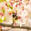 サクラとハチ２