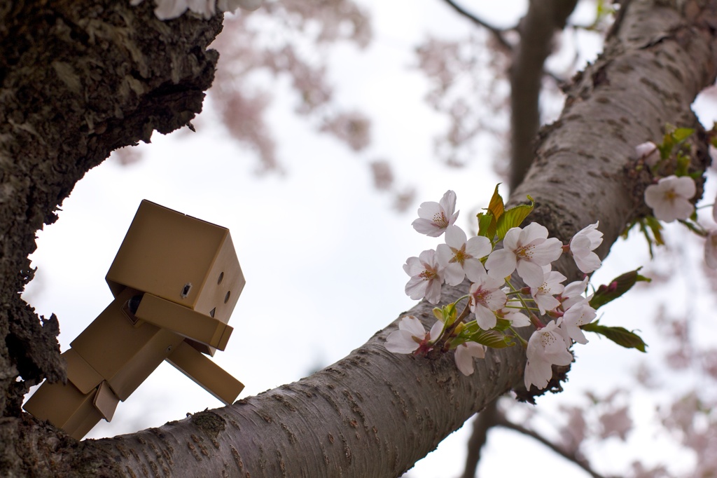 ダンボーと桜