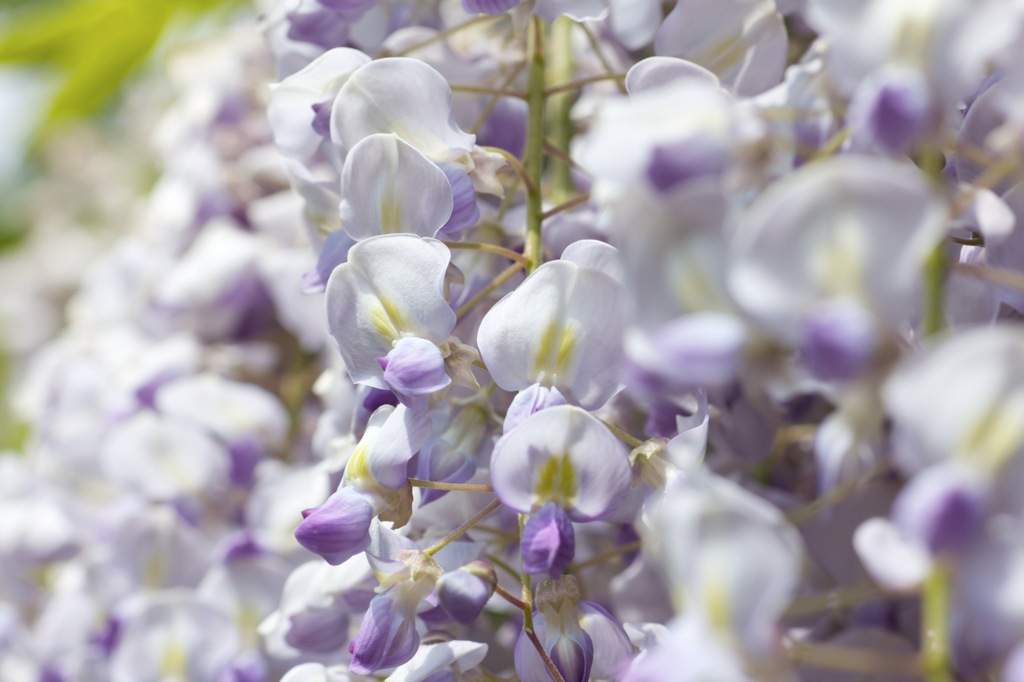 藤の花