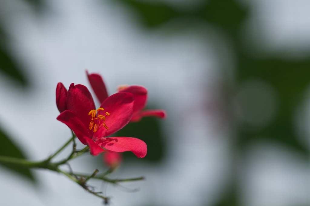 なんかの花