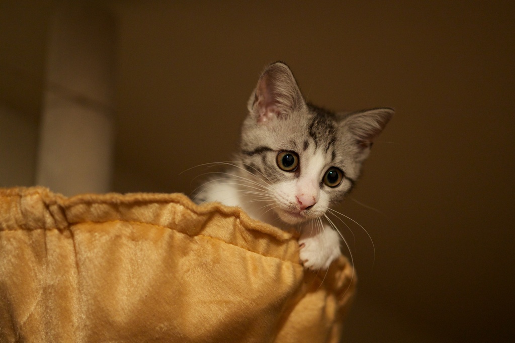 うちのこ
