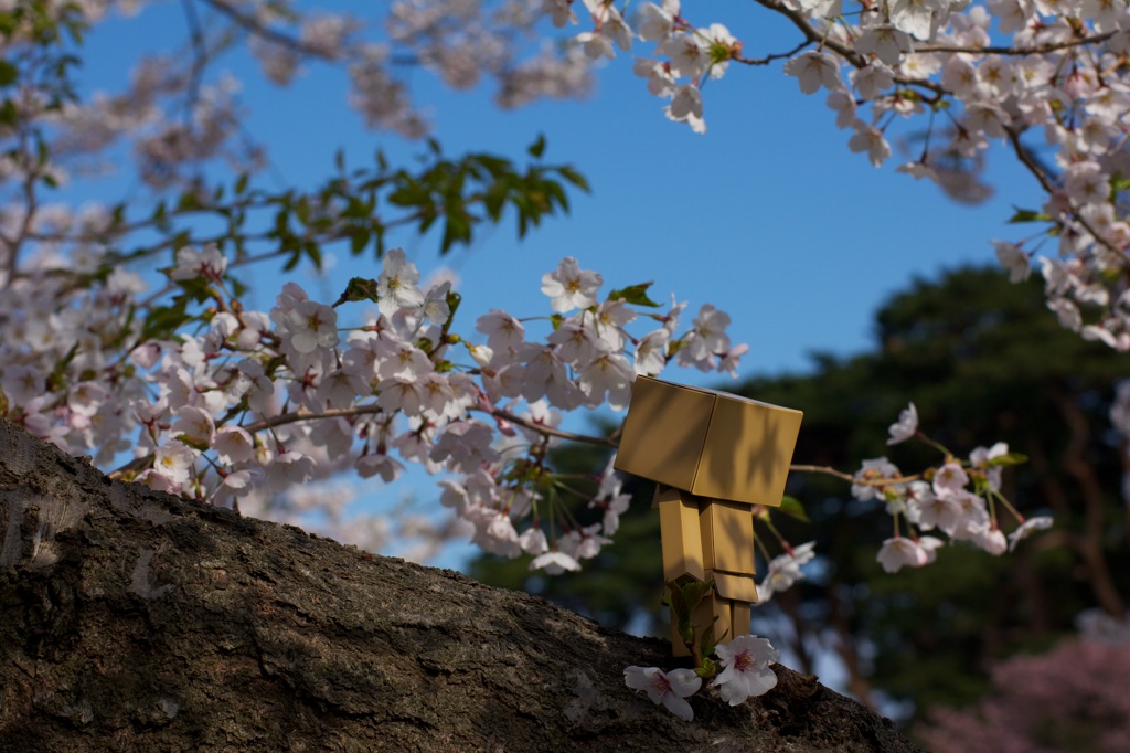 ダンボーと桜