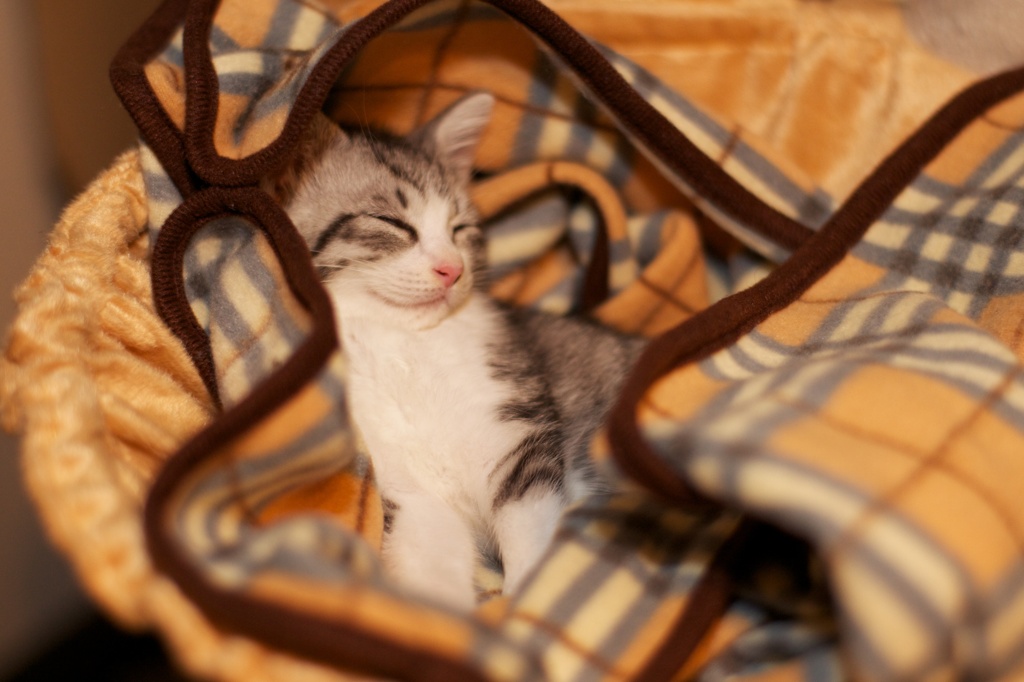 うちのこ