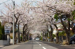 函館、桜ヶ丘通り