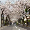 函館、桜ヶ丘通り