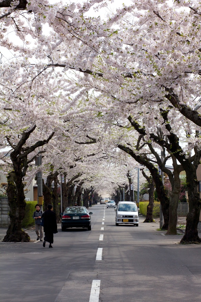 函館、桜ヶ丘通り