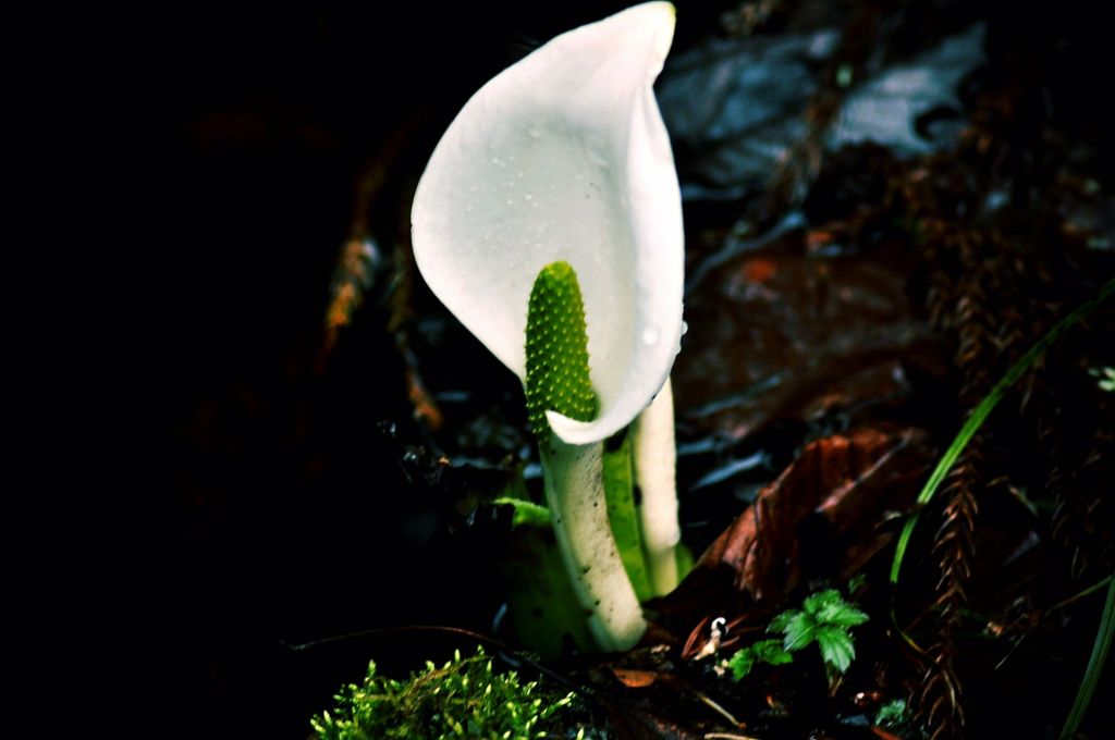 水芭蕉