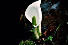 水芭蕉