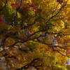 大紅葉