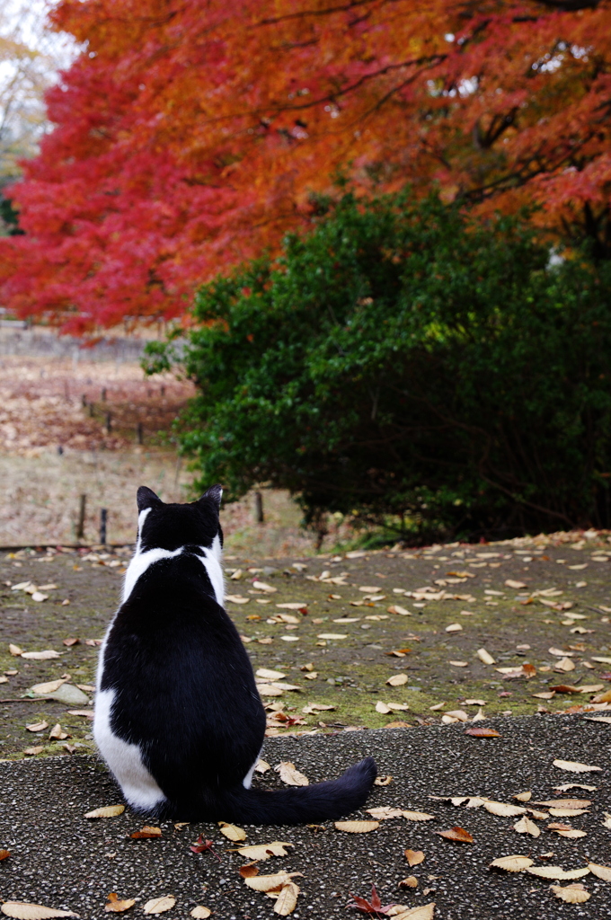 猫と紅葉