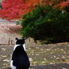 猫と紅葉