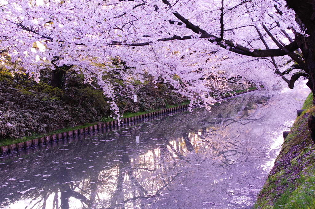 桜と桜