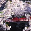 桜橋