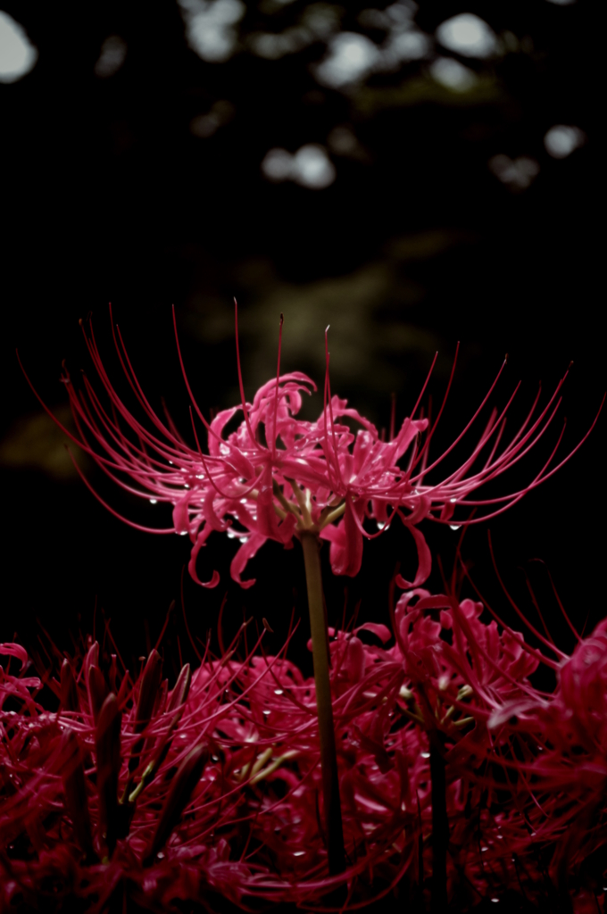 曼珠沙華