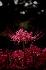 曼珠沙華