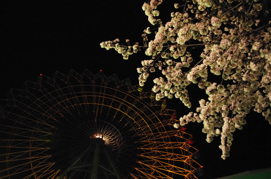 夜桜