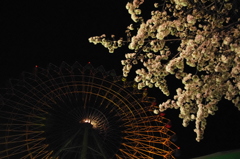 夜桜