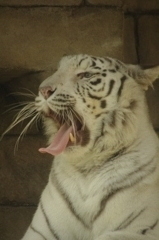 午睡
