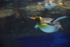 およげペンギン