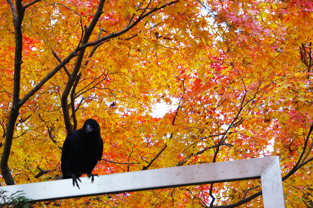 カラスと紅葉