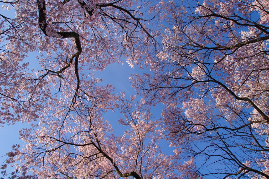 花見日和