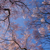 花見日和