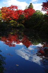 水面に照葉