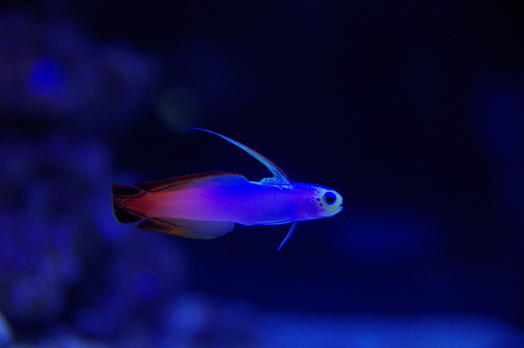 蒼く光る