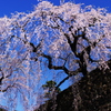 滝桜