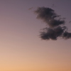 sunset　bird