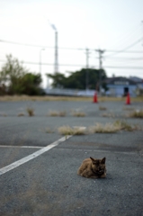#cat