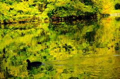 金色の池