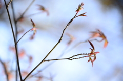 新芽の季節