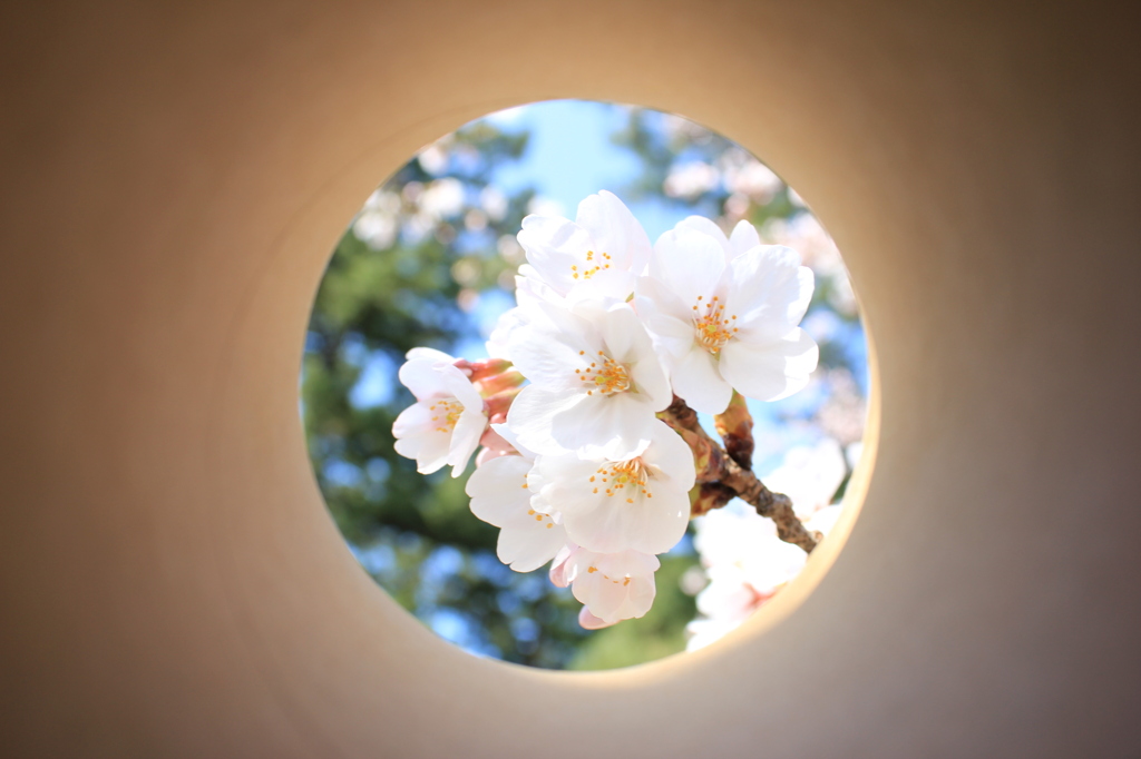 覗き桜