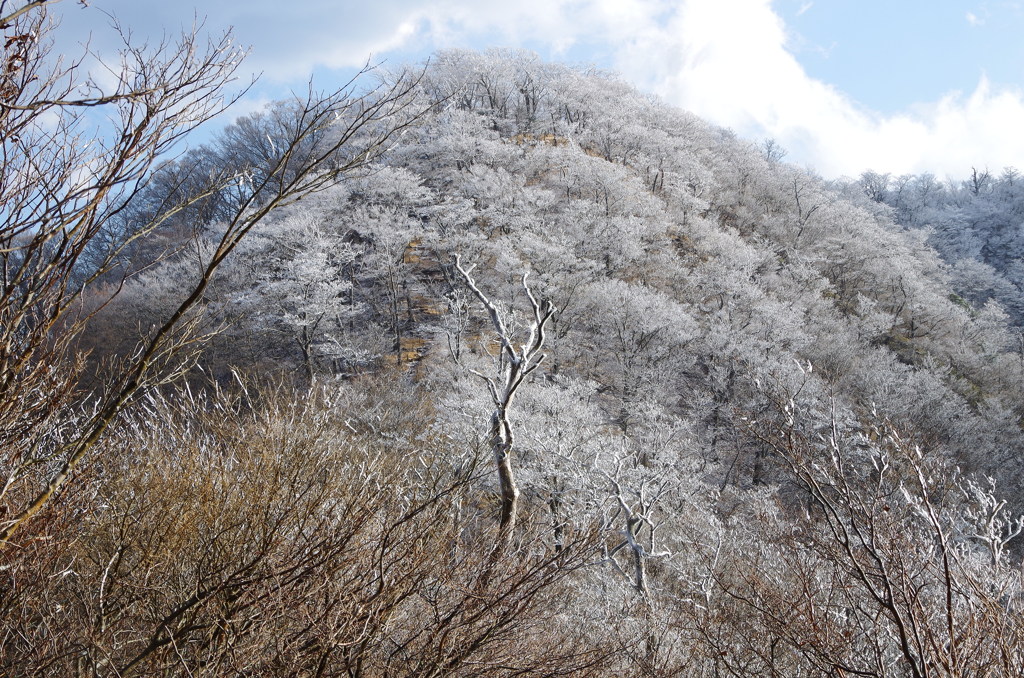 丹沢霧氷