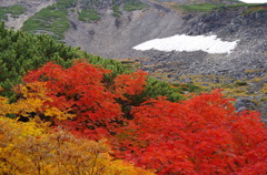 乗鞍紅葉2